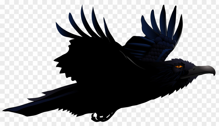 Raven Picture Bird Common Euclidean Vector Clip Art PNG
