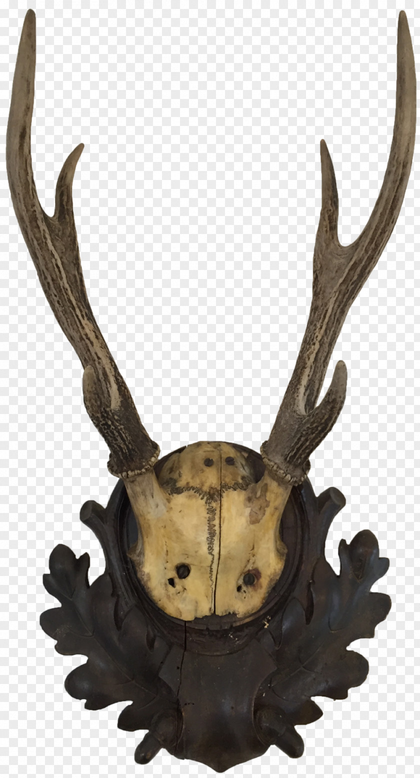 Antler Deer Horn Trophy Hunting Animal Product PNG