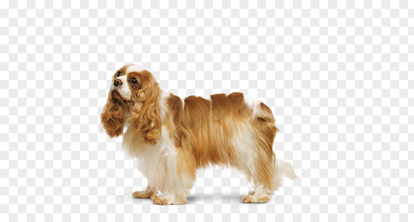 Cavalier King Charles Spaniel Field American Cocker English PNG