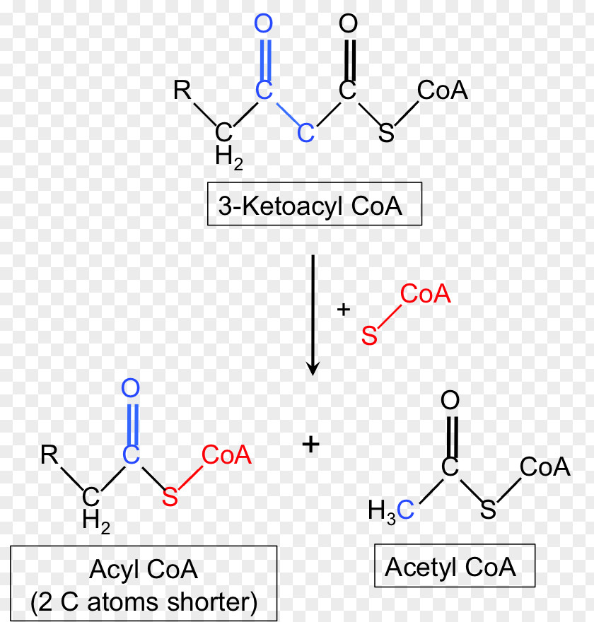 Cell Membrane Beta-ketothiolase Deficiency Acetyl-CoA C-acetyltransferase Enzyme PNG