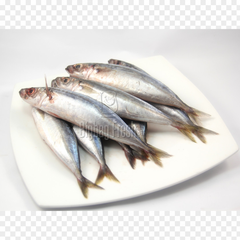Fish Sardine Kipper Pacific Saury Products Blackfin Scad PNG