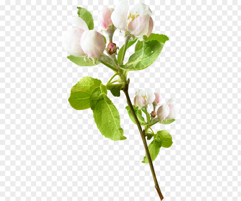 Flowering Plant Bud Twig PNG