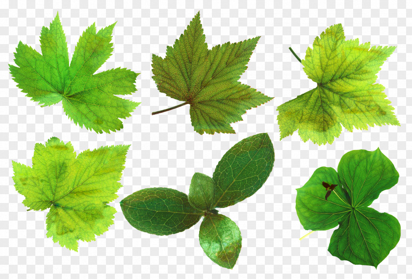 Geranium Parsley Leaf Background PNG