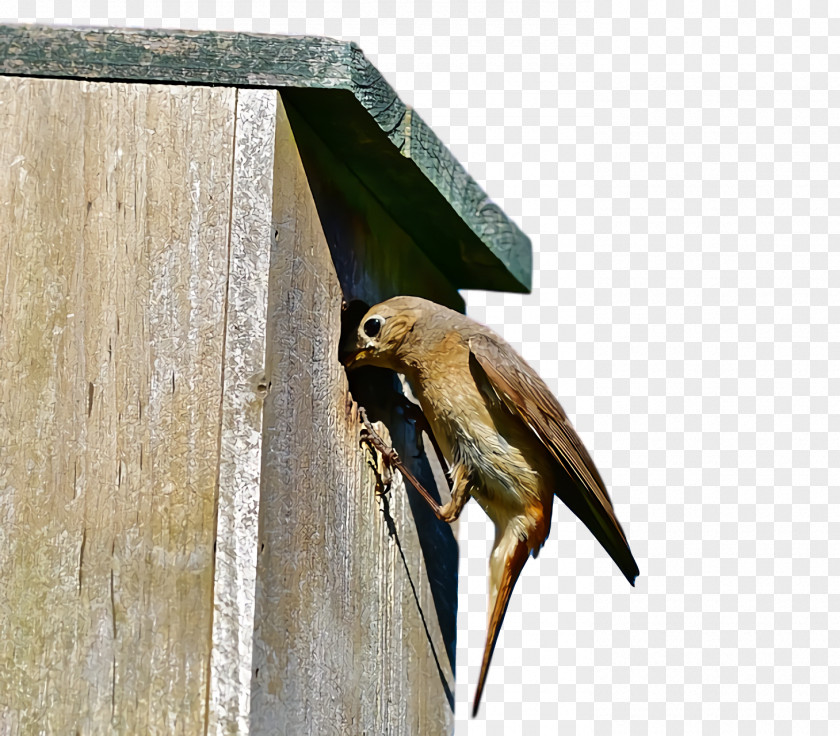 Hawk Falcon Beak Nest Box PNG