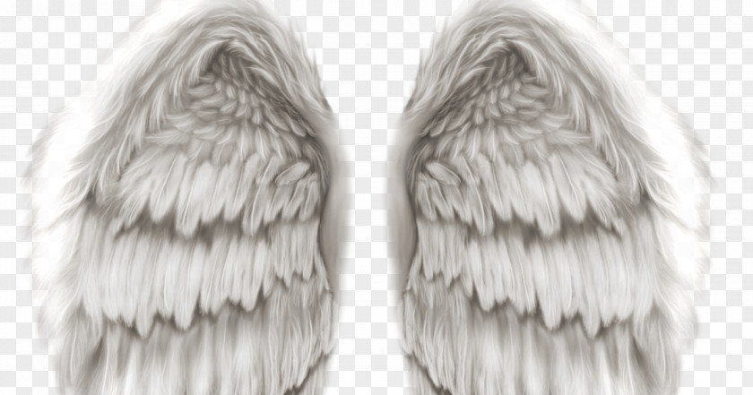 No. 1 Angel Wing Clip Art PNG