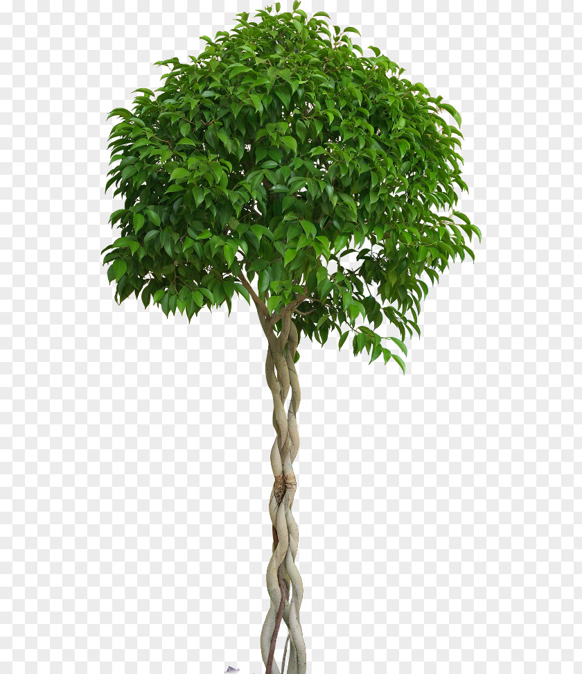 Tree Shrub Bonsai Flowerpot PNG