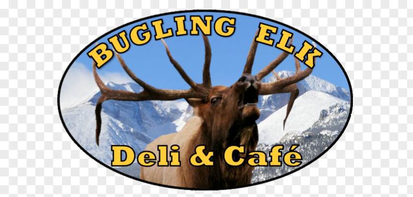 Bugling Elk Cattle Antler Wildlife PNG