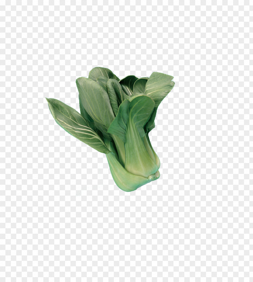 Cabbage Bok Choy Leaf Vegetable Lettuce PNG