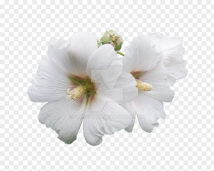 CARNATION Flower Mallows Petal Snowy Owl ST.AU.150 MIN.V.UNC.NR AD PNG