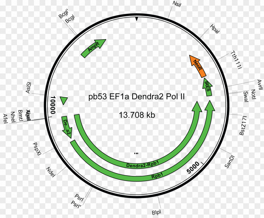 Circle Brand Point Organization PNG