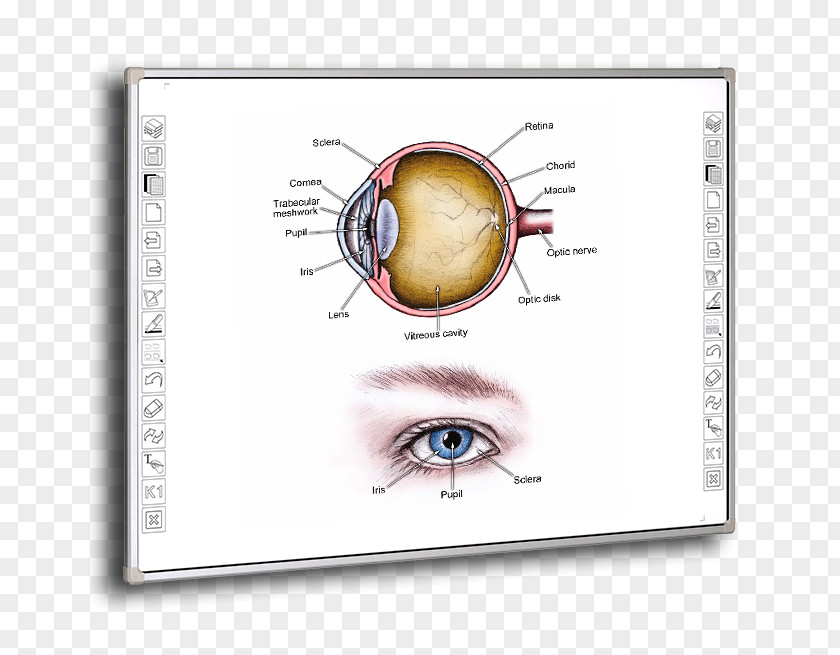 Eye Angle-closure Glaucoma Intraocular Pressure Open-angle PNG