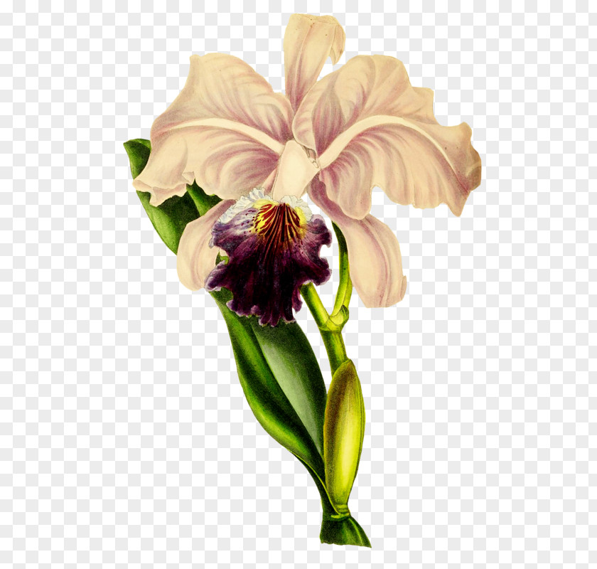 Notebook Flower The Orchid Album PNG