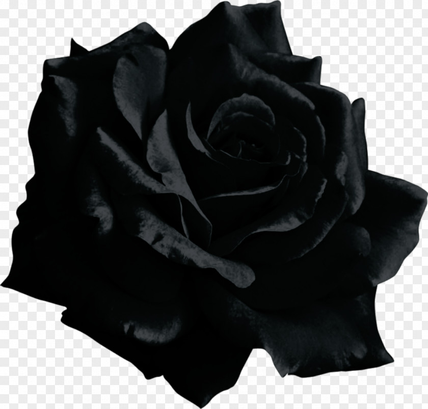 Black Rose Transparent Background Target _blan Clip Art Image PNG