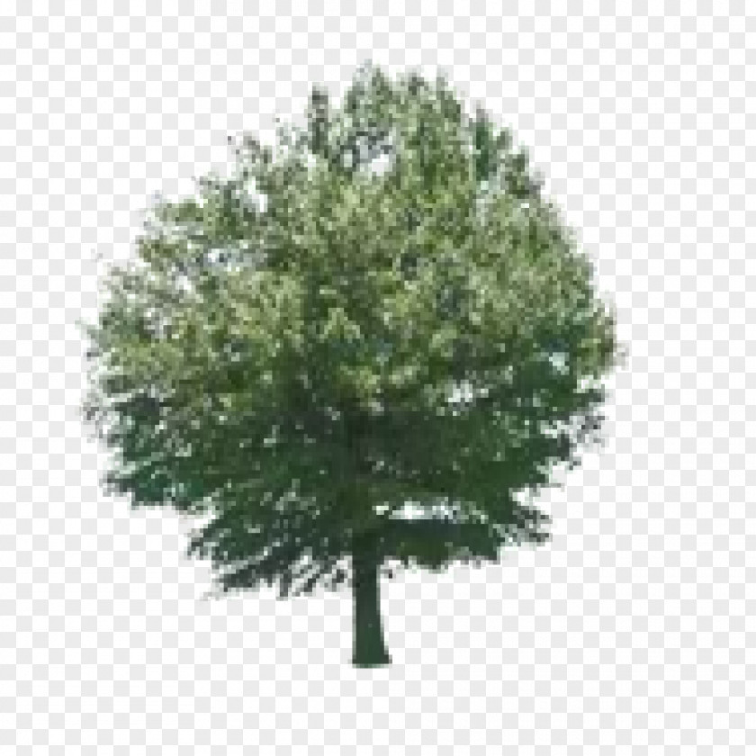 Fond Tree Educational Game Woody Plant PNG