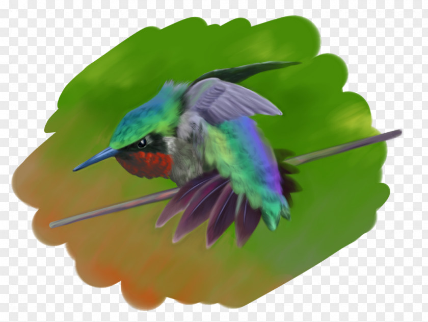 Hummingbird Satsuki Kusakabe Catbus Drawing PNG