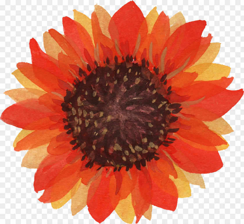 Sunflower Common Watercolor Painting Clip Art PNG