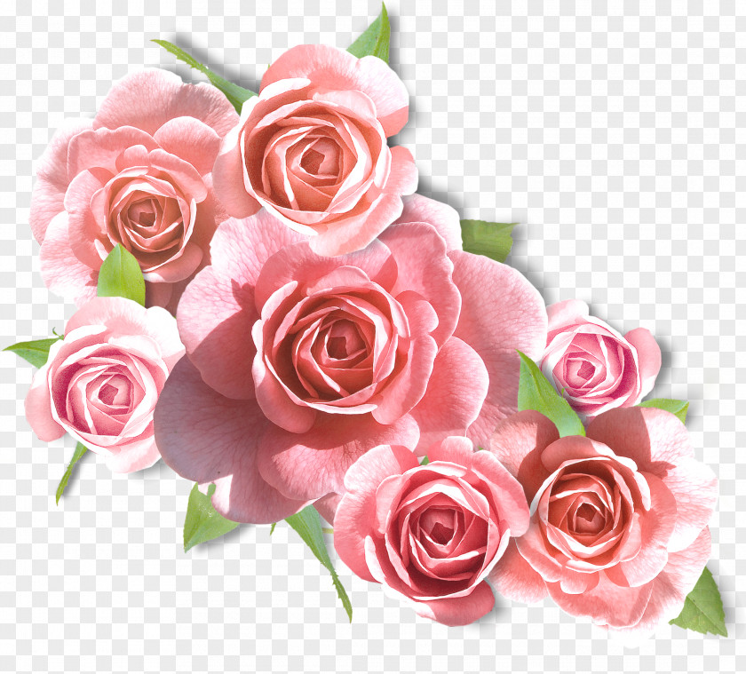 White Roses Rose BLACKPINK Flower PNG