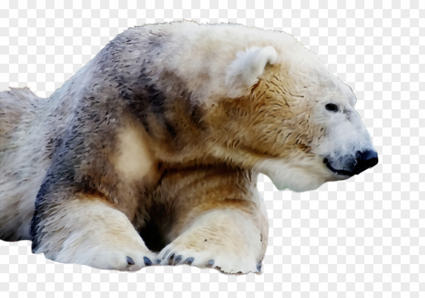 Animal Figure Snout Polar Bear Terrestrial Wildlife PNG