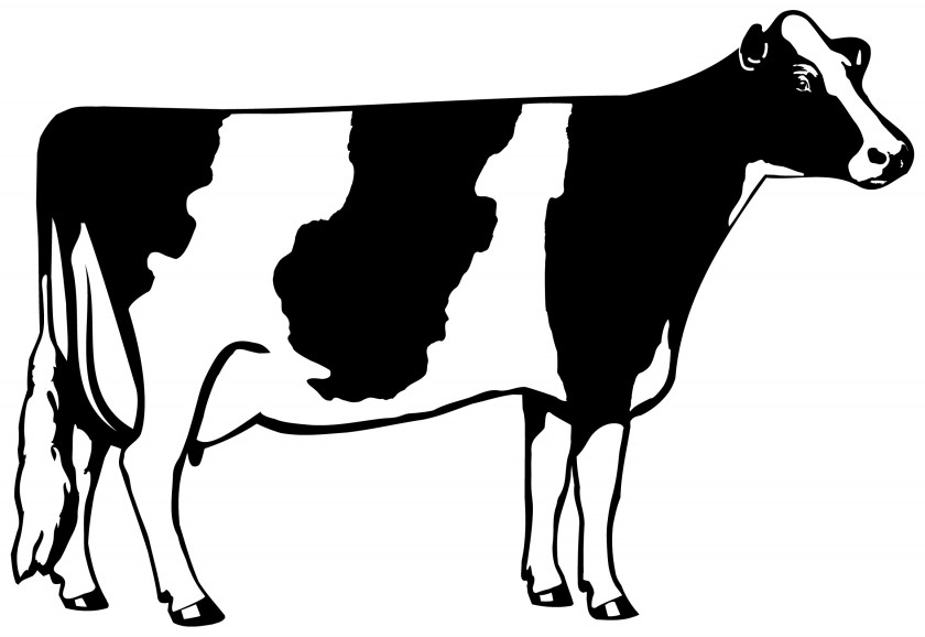 Cow Cliparts Holstein Friesian Cattle Beef Dairy Clip Art PNG