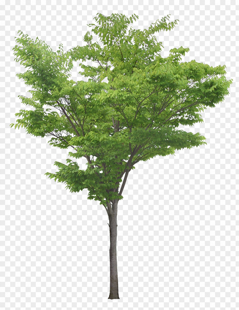 Luxuriant Trees Populus Nigra Tree Clip Art PNG