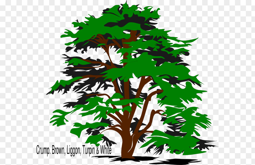 Reunion Cedrus Libani Tree Drawing Clip Art PNG