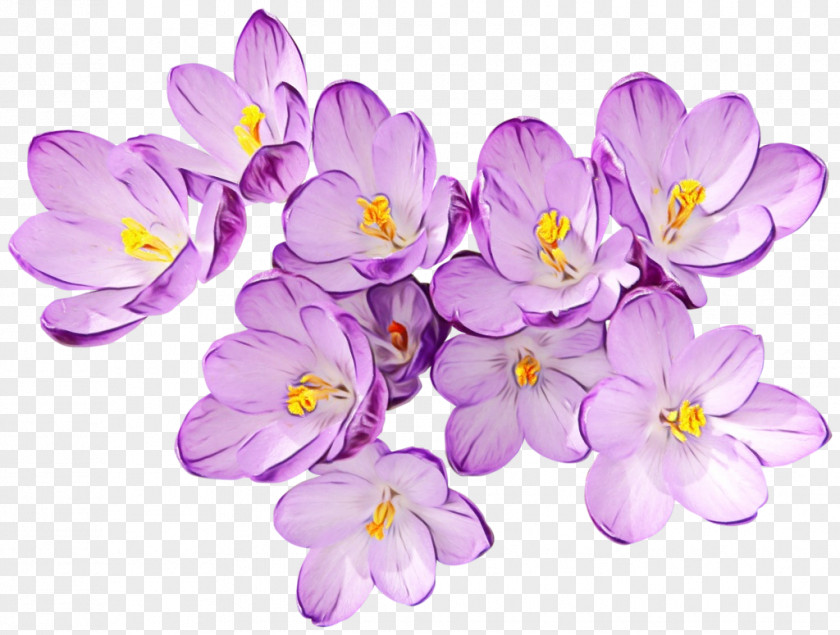 Saffron Crocus Purple Flowering Plant Flower Petal Violet PNG