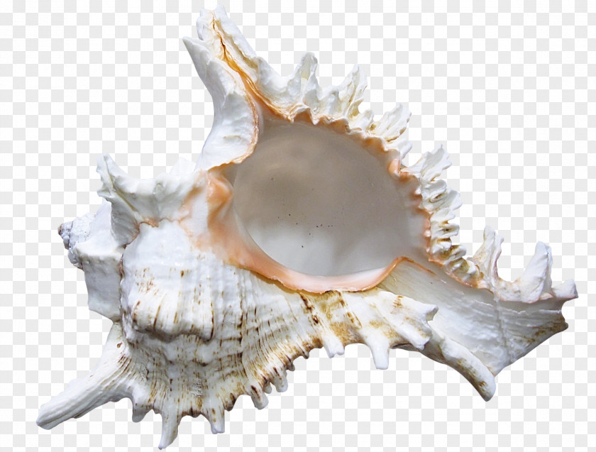 Seashell Conch Clip Art PNG