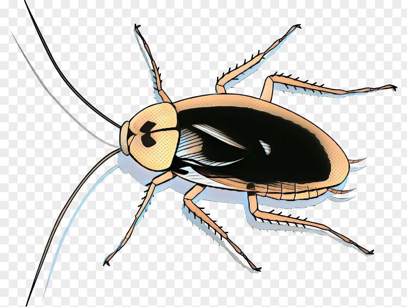 Cockroach Clip Art Illustration Insect Blattodea PNG