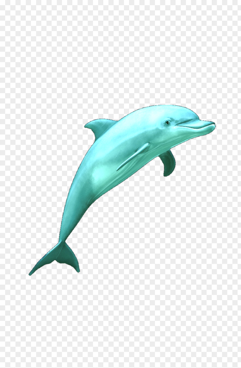 Common Bottlenose Dolphin Wholphin Tucuxi Rough-toothed Short-beaked PNG