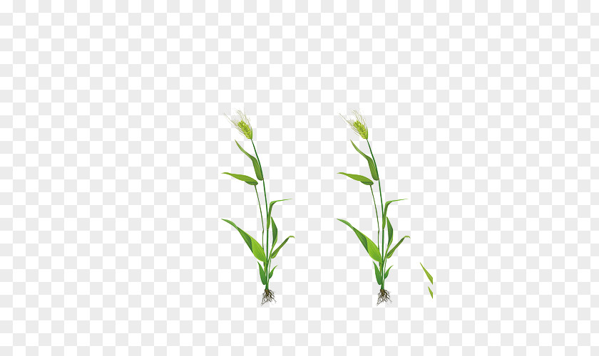 Simple Small Fresh Painted Green Wheat Download PNG