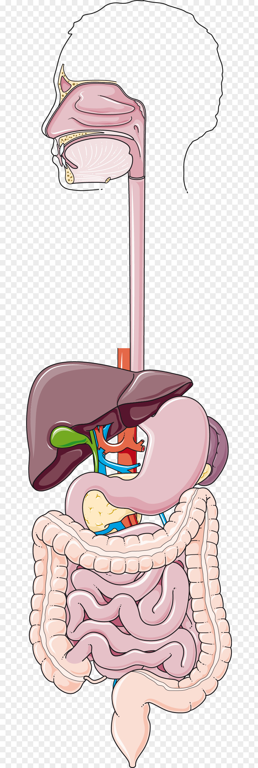 Human Digestive System Tooth Digestion Gastrointestinal Tract Body PNG digestive system tract body, oral cavity clipart PNG