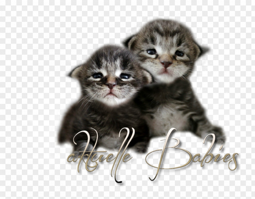 Kitten American Shorthair Wirehair Domestic Short-haired Cat Whiskers PNG