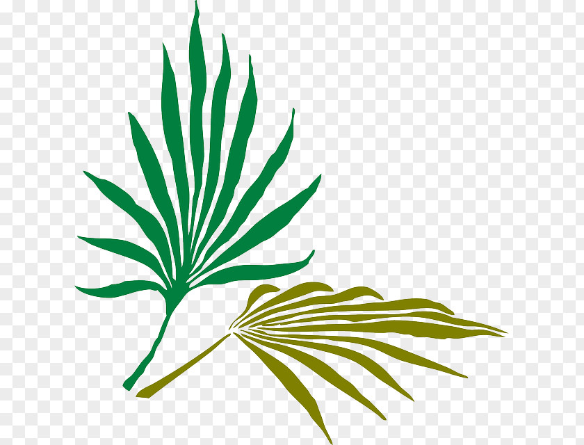 Leaf Arecaceae Frond Palm Branch Clip Art PNG