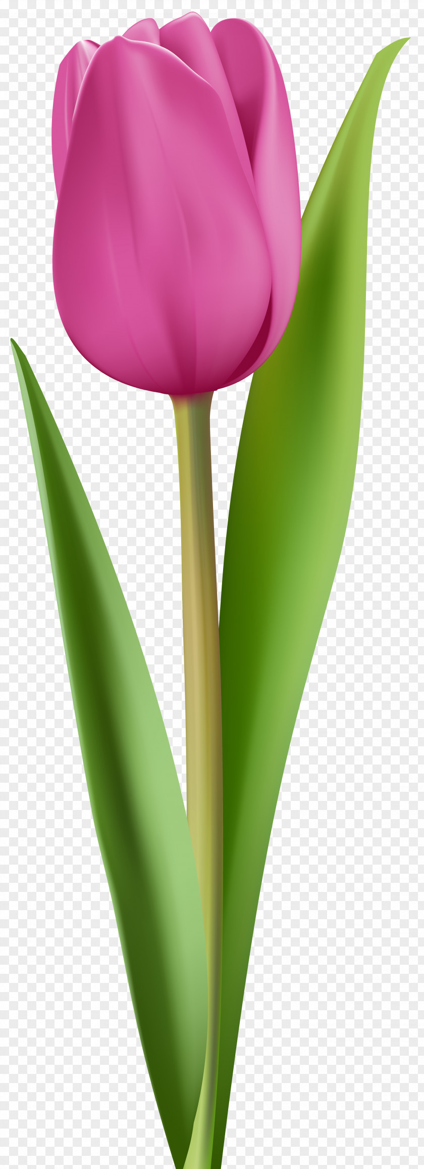 Pink Tulip Clip Art Image Flower PNG
