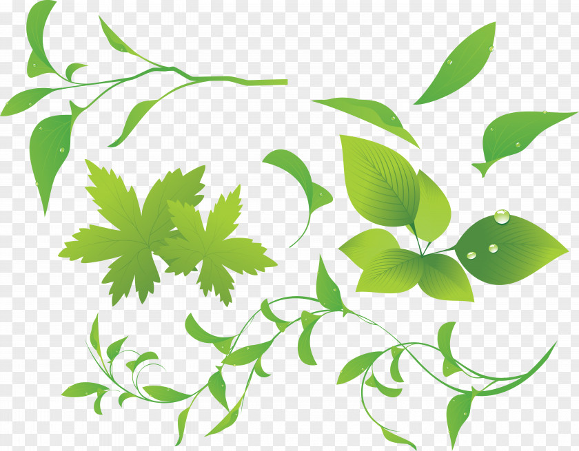 Plant Clip Art PNG