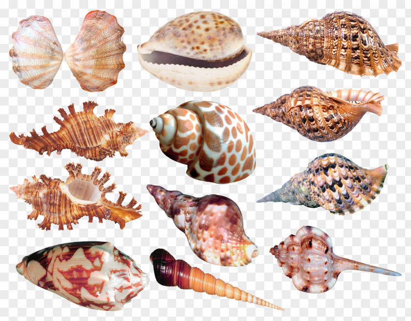 Seashell Conchology Raster Graphics Clip Art PNG