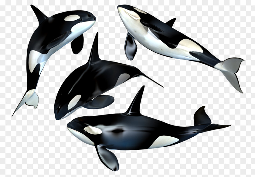 Ballena The Killer Whale Toothed Cetacea PNG