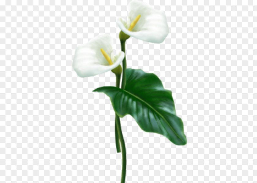 Calla Lily Flower Arum-lily Clip Art PNG