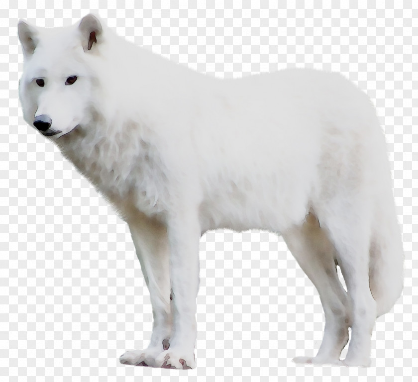 Dog Breed Greenland Advertising Alaskan Tundra Wolf Website PNG