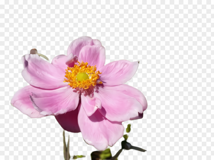 Wildflower Japanese Anemone Flower Flowering Plant Petal Pink PNG