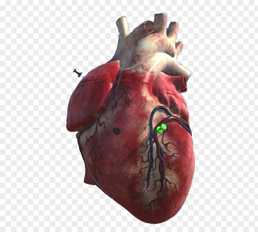 3d Heart Organism PNG