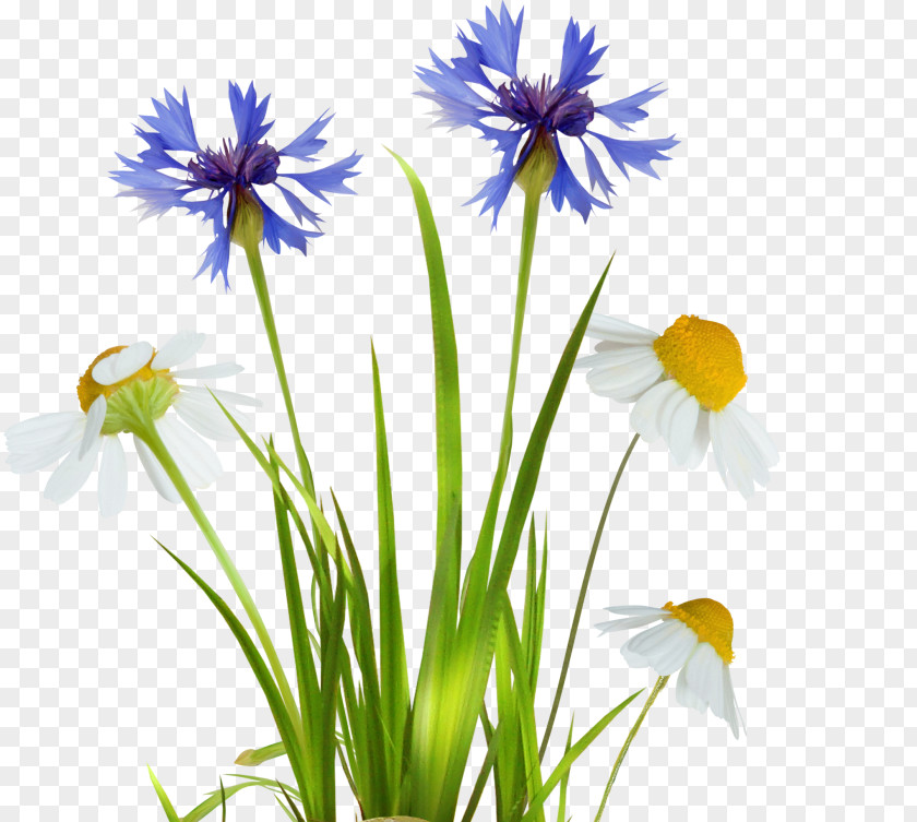 Common Daisy Orchids Image Design PNG