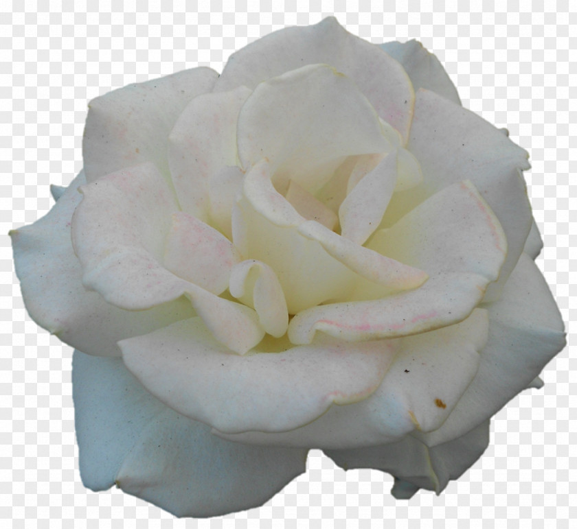 Darshan Garden Roses Cabbage Rose Cut Flowers Petal PNG