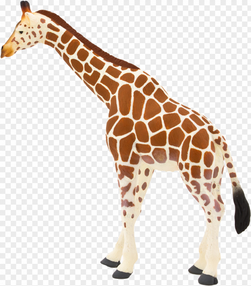 Giraffe Giraffidae Animal Figure Wildlife Snout PNG