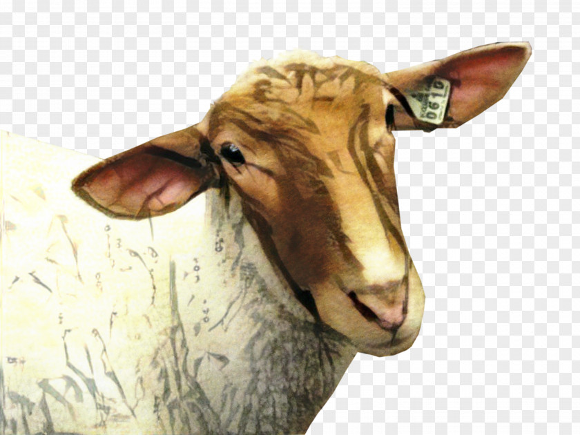 Sheep Clip Art Goat Transparency PNG