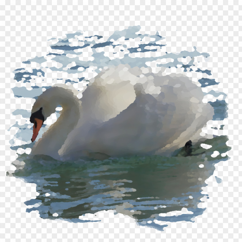 Swan Cygnini Duck Water Beak Seabird PNG