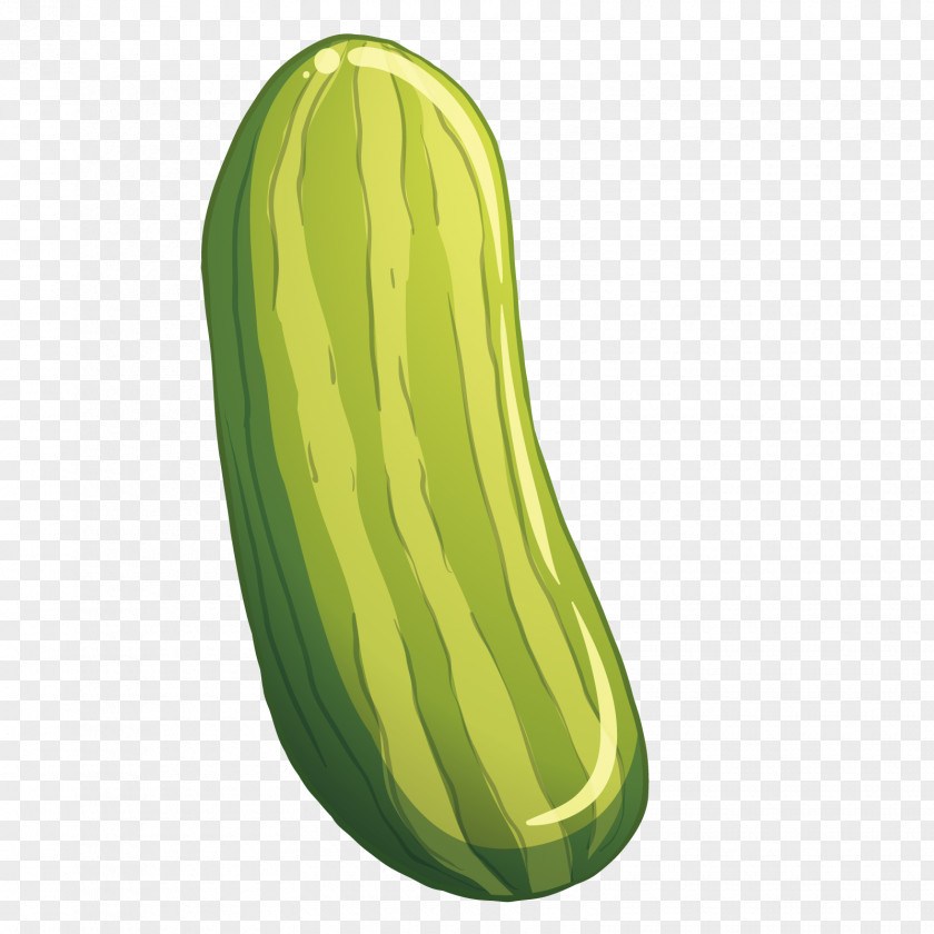 Vector Small Cucumber Vegetable Pepino PNG