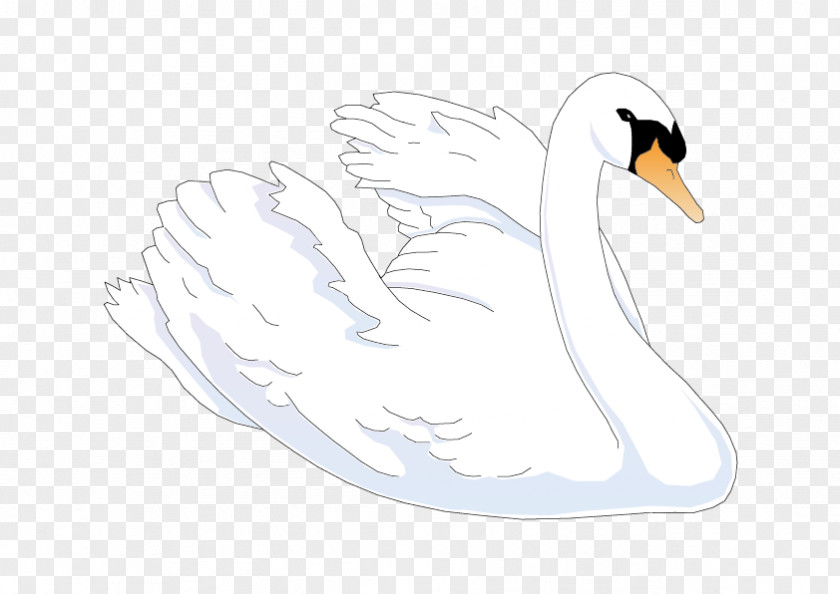 Vector Swan Duck Cygnini Cartoon Feather Illustration PNG
