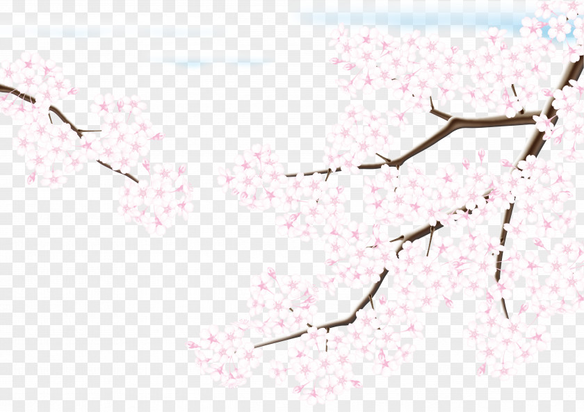 Cherry Blossoms Blossom Adobe Illustrator PNG