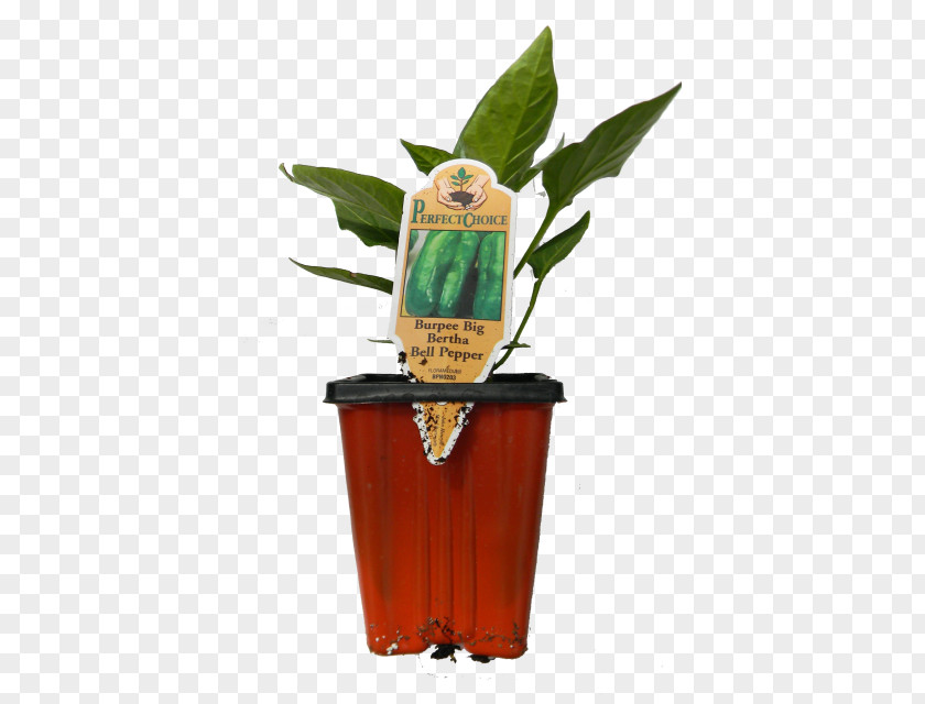 Cucumber Pickle Flowerpot Plant PNG